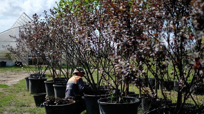 ��� ������� ��������� �������: ������ �������� �������