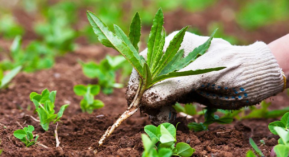 ��� ���������� �������������� ������� �� ������ �������