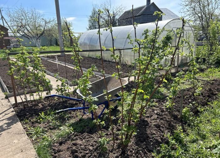 ������ ���� �� ������ ������� ��� ��������: ������ ������ �� ���������� ���������