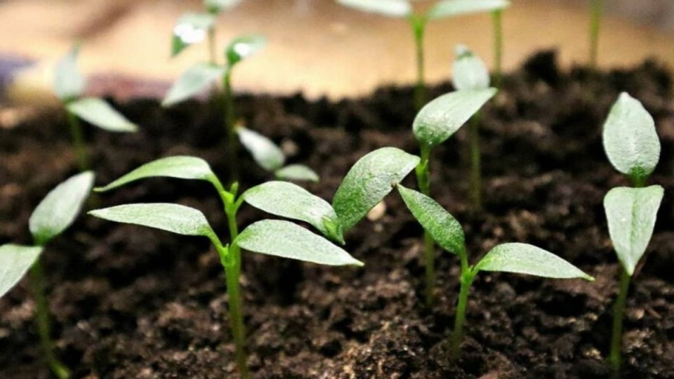 ��� ��������� ������� ����� �� �������: ������ ��� ��������� ������