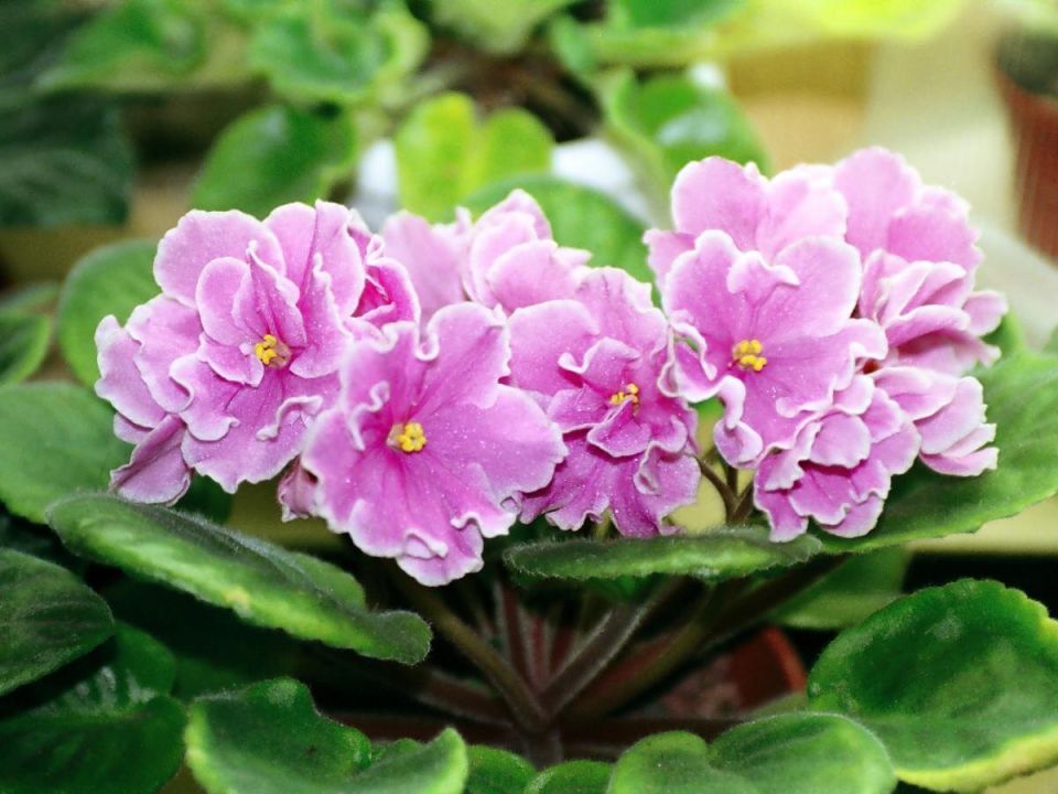 ��� �������� ������� �������� ������: ������ �� ���������