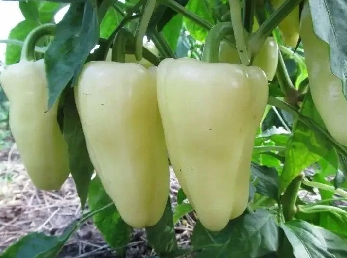 ������ ����� �����: �������� ������ ��� ���������� ������