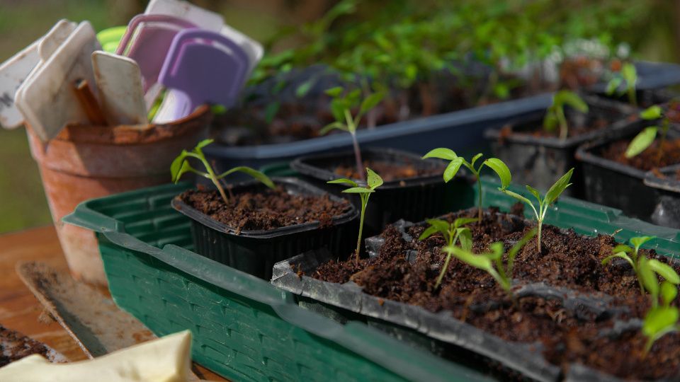 ����� ���������� �����: ������� ����������� ��� �� ������� ���������