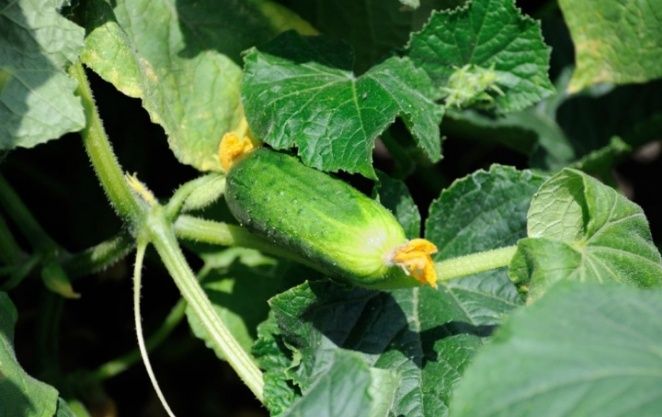 ������� ������������ ������������� �� �������: ��� ����� �����