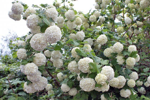 ��� ��������� ������� ������ ��������� �� ������ ����: ������� ������ �� ����������