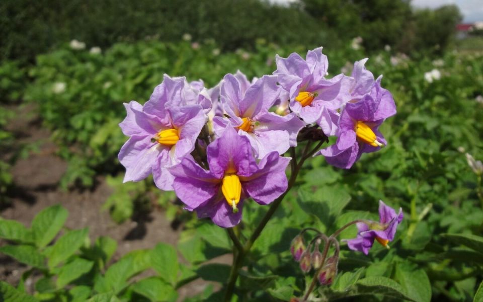 ��������� ��� ���������: ������������� ��� ��������?