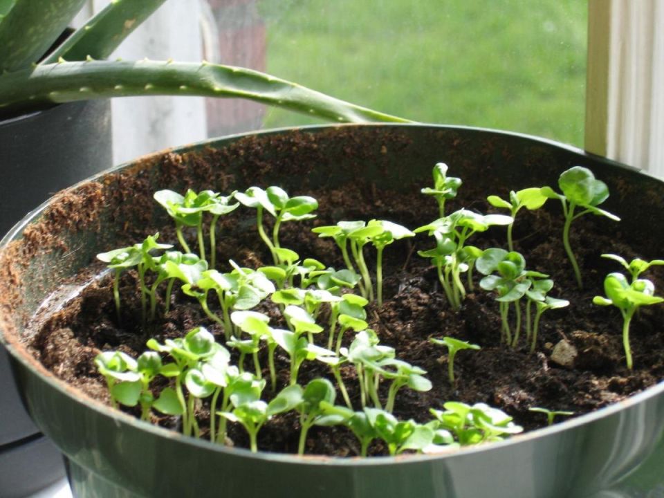 ��� ����� ���������� ������� � �������� ��������