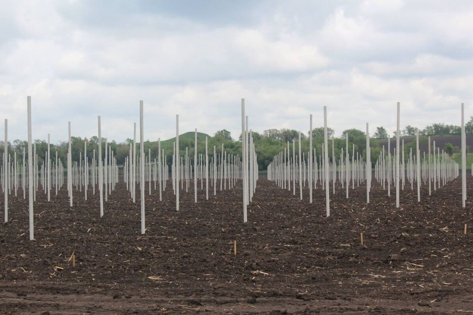Создание сада: шаг за шагом к зелёному оазису