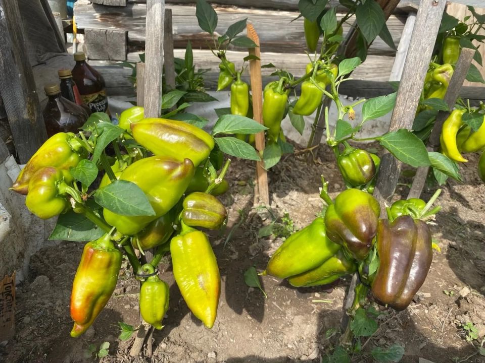 ��� ��������� ��������� �������� ������ ������� ��������� �������