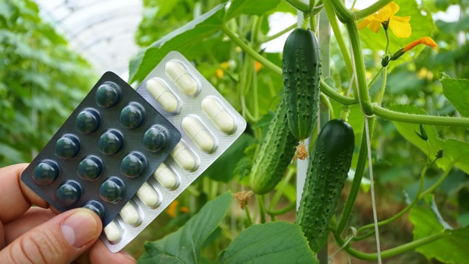 ����������� ��������� ��� �������: 5 �������� � ������ ��������