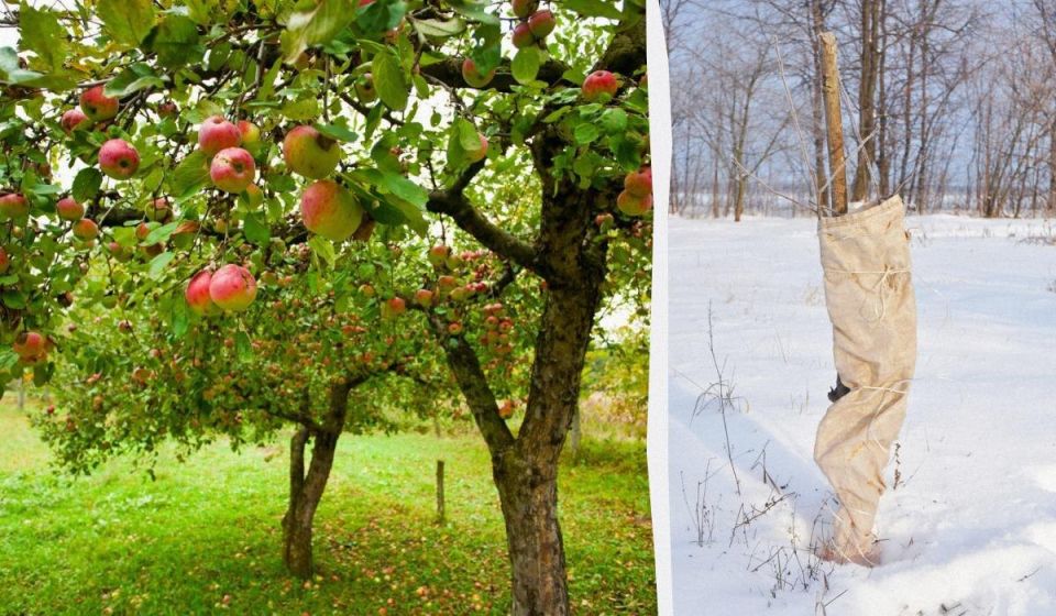 ����������� ������� ������� ������ �� ����: ������ �� ������� � ��������