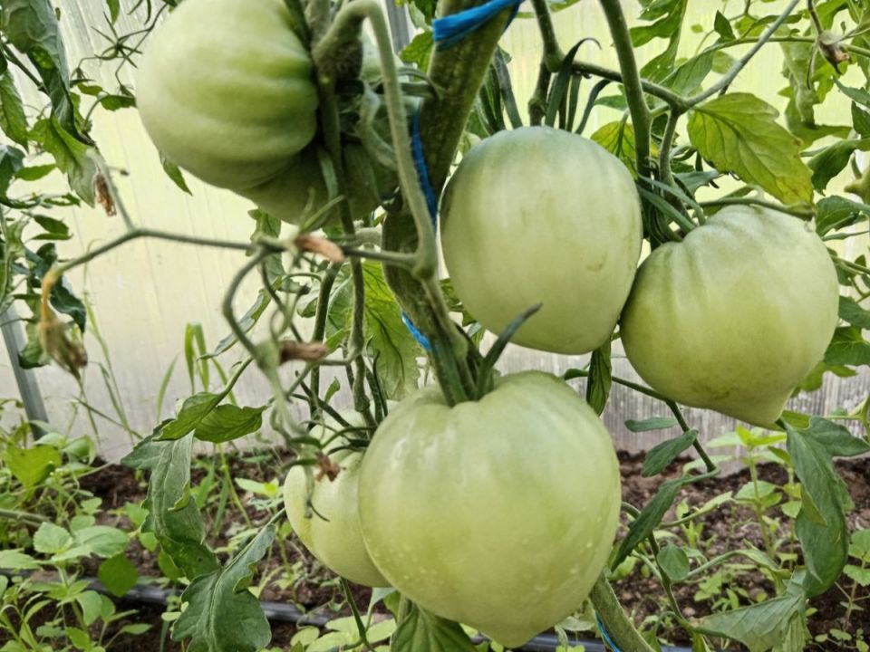 ��� ��������� � ���� ����� ��������� ������ ���������