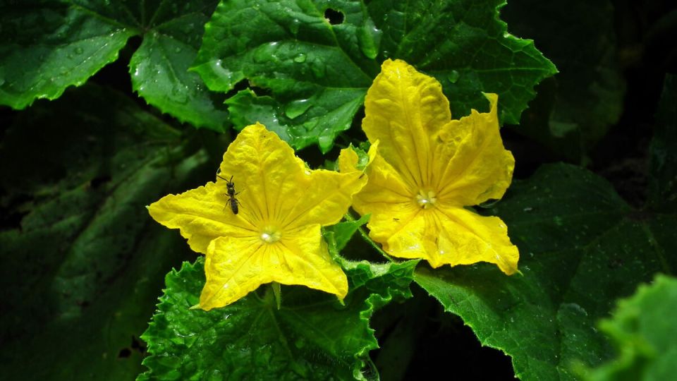 Пустоцветы на огурцах: как достичь идеального урожая в теплице