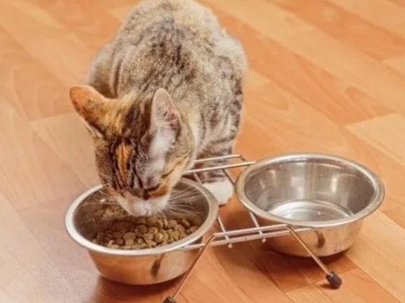 Как правильно ухаживать за миской вашей кошки