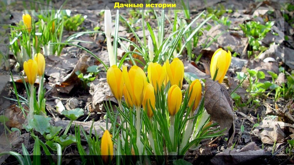 Весенние ошибки садоводов: научитесь их избегать