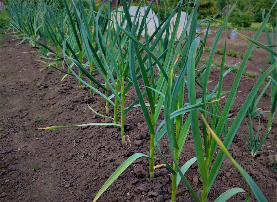 ����� ���������� ������ ������ � �������� ���������� ������?