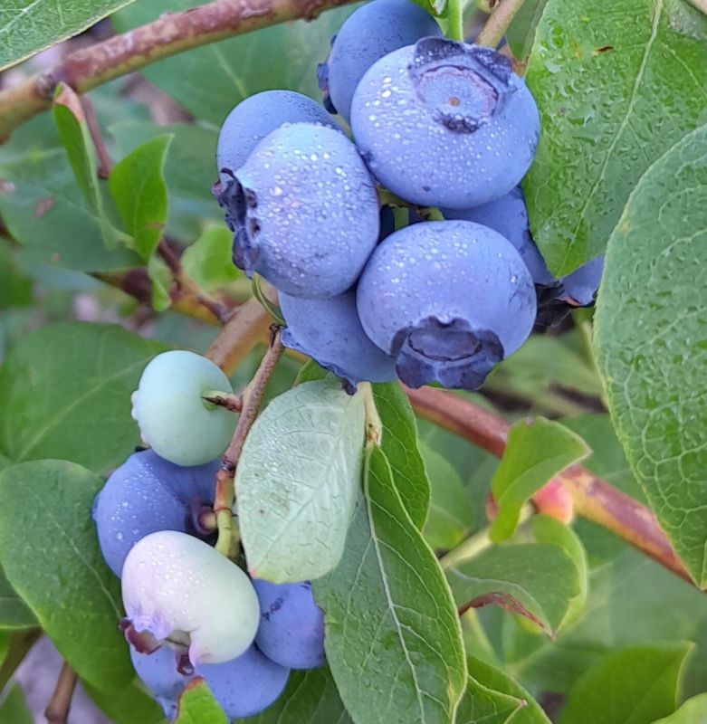 Голубика в вашем саду: как получить отличный урожай
