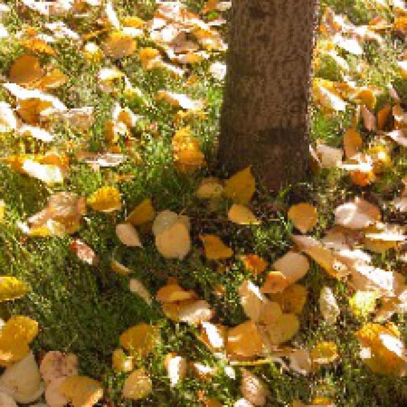 ��������� �������: ������ ������� �� ���������� ������ ������