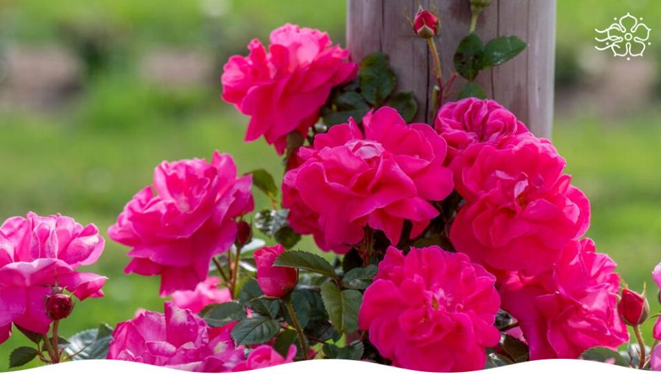 Секреты ухода за розами в июле для яркого цветения