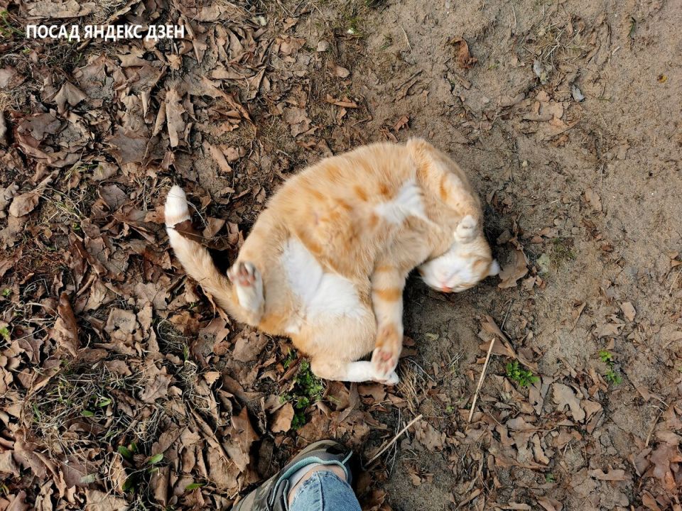 ��� �������� ���� �������� � �����: ������ ���� ����� �� ����