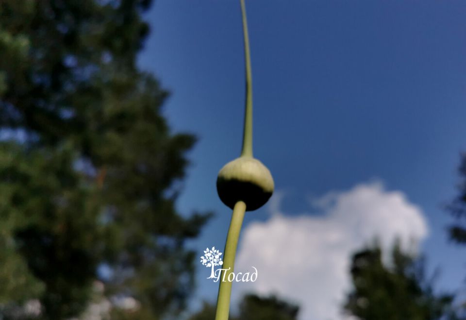 ��� ������ ����� �������: ������ ��� ��������