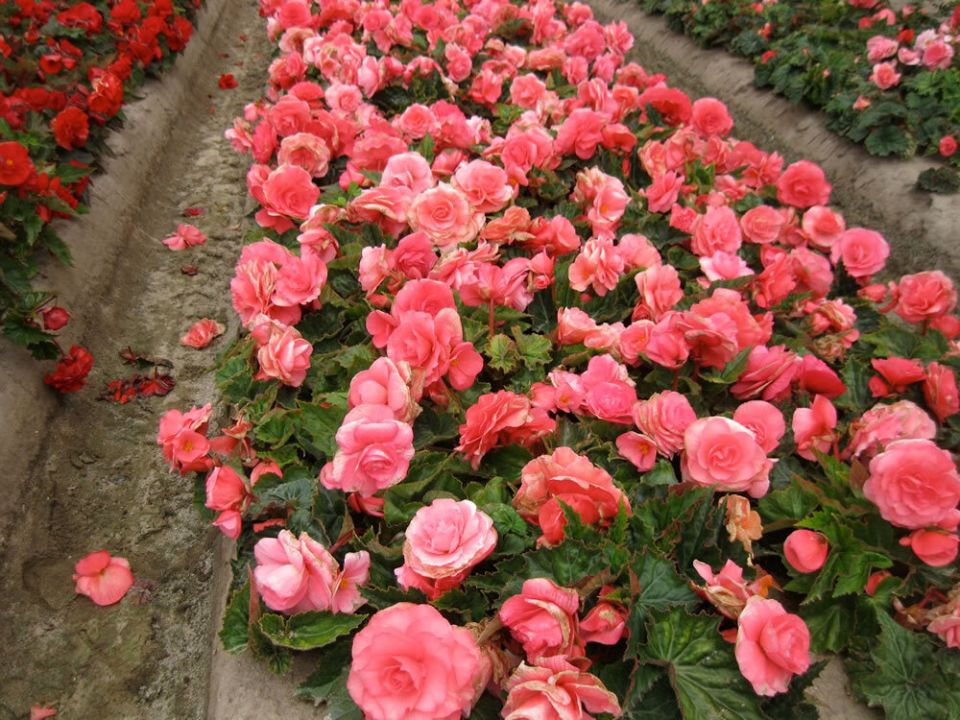 Цветы, которые стоит посадить на рассаду в конце февраля